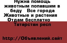 Нужна помощь животным попавшим в беду - Все города Животные и растения » Отдам бесплатно   . Татарстан респ.